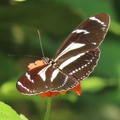 Heliconius peruvianus