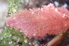 Thuretia quercifolia