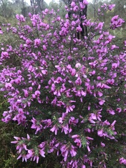 Gompholobium scabrum