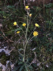 Hieracium morii