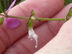 Syncolostemon bracteosus