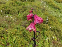 Notholirion bulbuliferum