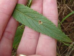 Syncolostemon bracteosus