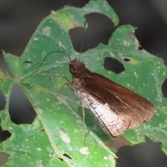 Synapte lutulenta