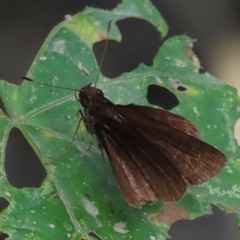 Synapte lutulenta