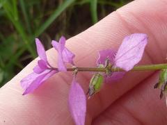 Syncolostemon bracteosus