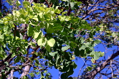 Erythrophleum chlorostachys