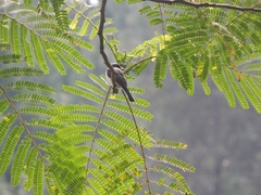 Hemipus hirundinaceus