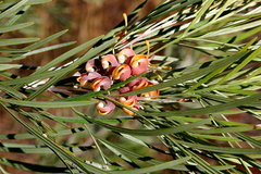Grevillea refracta
