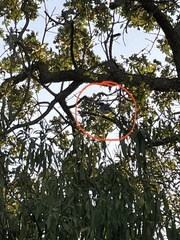 Aphelocoma californica