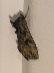 Ctenoplusia oxygramma