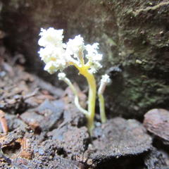 Cordyceps sinclairii