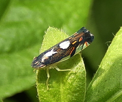 Diedrocephala
