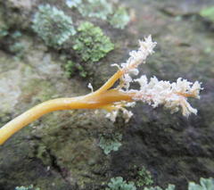 Cordyceps sinclairii