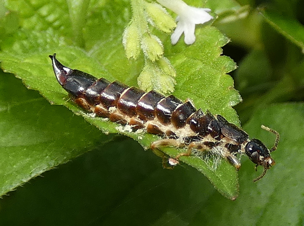 Euborellia janeirensis