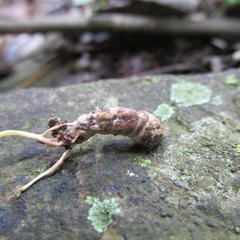 Cordyceps sinclairii