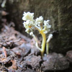 Cordyceps sinclairii