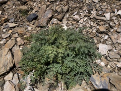 Corydalis ophiocarpa