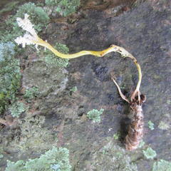 Cordyceps sinclairii