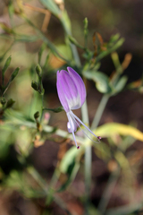 Hypoestes floribunda