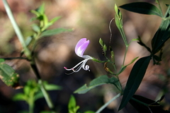 Hypoestes floribunda