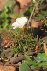 Oxalis goniorrhiza