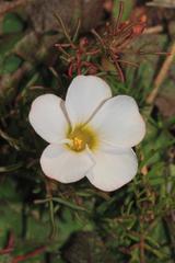 Oxalis goniorrhiza