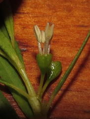 Empleurum unicapsulare