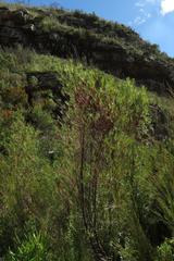 Empleurum unicapsulare