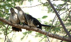 Clamator levaillantii