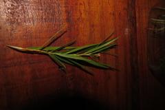 Empleurum unicapsulare