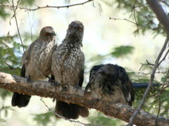 Clamator levaillantii