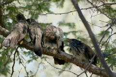 Clamator levaillantii