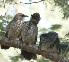 Clamator levaillantii