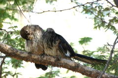 Clamator levaillantii