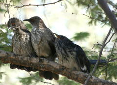 Clamator levaillantii