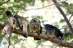 Clamator levaillantii