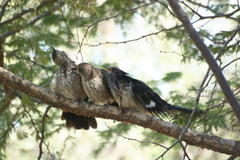 Clamator levaillantii