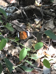 Cethosia penthesilea