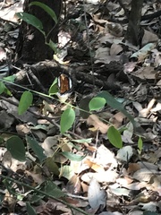 Cethosia penthesilea