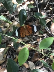 Cethosia penthesilea