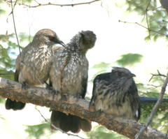 Clamator levaillantii