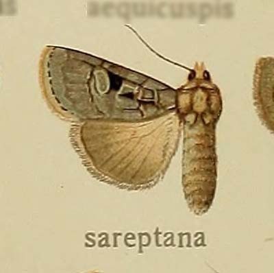Xestia sareptana