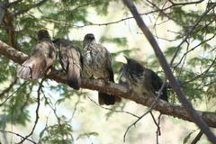 Clamator levaillantii