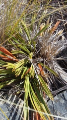Aciphylla montana