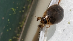 Acilius abbreviatus