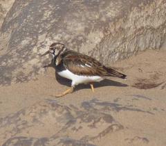 Arenaria interpres interpres