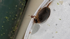Acilius abbreviatus