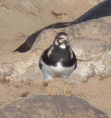 Arenaria interpres interpres