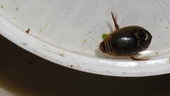Acilius abbreviatus